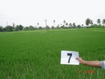 6013007a-irrigated-canal-nagarjunsagar-rice-dominant.jpg