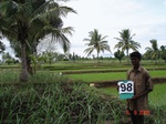 6429098c-irrigated-canal-sugarcane-dominant-rice-single-crop.jpg