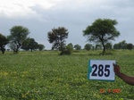 73400285b-rainfed-agriculture-soyabean-second-crop-wheat.jpg