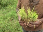 2012-09-07_09-49-15_CIMG6606.JPG
