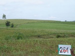 72680262d-rainfed-agriculture-mixed-crop-blackgram-dominant-sorghum-greenpeas.jpg