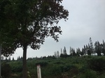 2017-09-10_20-40-59_989836DB-BDAA-4D52-B8F7-0A390FA2AD35.jpg