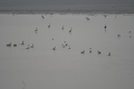 4156IMG_8793.JPG