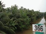 133070366c-irrigated-supplemental-groundwater-mixed-plantation-banana-coconut.gif