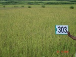 74000303a-rainfed-agriculture-rice.jpg