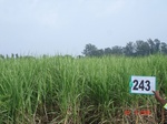 71990243b-irrigated-supplemental-groundwater-sugarcane.jpg