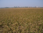 4678RIMG0120.JPG