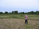 820404-croplant-ricea.jpg