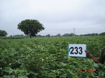 71680233a-rainfed-agriculture-mixed-crop-cotton-dominant-sorghum-maize.jpg