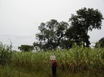 12253GT074_Guinee_corn_Trees.JPG