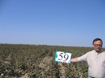 10283059-Irrigated (Surface water) cotton-a.jpg