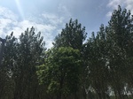 2017-09-12_13-33-28_B7CB1358-9FA3-4460-A67B-F2B032F3A81B.jpg