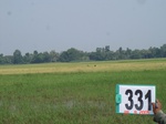 74950331a-rainfed-agriculture-rice-doublecrop-chickpea-greengram.jpg