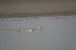 4153IMG_8790.JPG