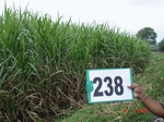 128480238b-irrigated-supplemental-groundwater-sugarcane.gif