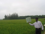 7765gt021a-cropland-irrigated-rice-tunga.jpg