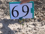 10307069-Irrigated cotton-e.jpg