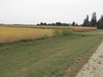 2012-10-19_23-47-00_Soy and Corn fields 524 lowres.JPG