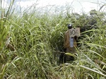 12049GT306_grassy_fallow.JPG