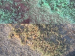 11616vp-065-Rangeland-saline soil-a.jpg