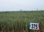 76390375c-irrigated-canal-sugarcane.jpg