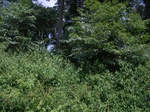 8953RIMG0027.JPG