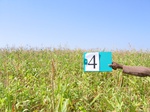 11426004-irrigated-maize-sw-1b.jpg