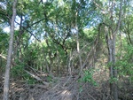 2012-09-21_16-12-28_CIMG2968.JPG
