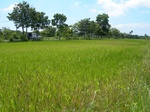 1802320090921_gt02a_Agriculture_Rice_Irrigated_Triple_Continous.JPG