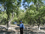8022027-Orchards (Surface water) apricot-b.jpg