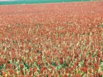 58637CIMG4201.JPG