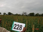 71550228c-rainfed-agriculture-millet.jpg