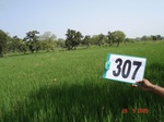 74140307b-irrigated-supplemental-groundwater-rice.jpg