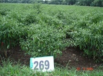 72940269e-irrigated-supplemental-groundwater-openwell-mixed-crop-chilli-dominant-cotton-maize.jpg