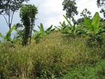 15835IMG_4374.JPG