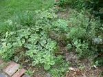 2017-09-06_18-01-35_Ground.JPG