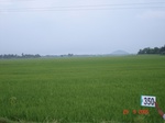 75570350b-irrigated-supplemental-rice-tripplecrop-blackgram-groundnut.jpg