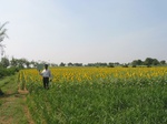 7795gt036a-cropland-rainfed-mixed-crops.jpg