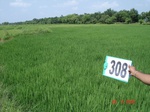 74170308b-rainfed-agriculture-rice.jpg