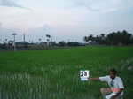 6225038a-irrigated-supplemental-groundwater-rice-groundnut-plantation.jpg