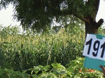 70470191c-rainfed-agriculture-mixedcrop-millet-dominant-soyabean.jpg