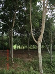 2012-09-26_20-48-21_CIMG1121.JPG
