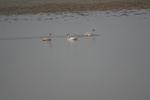 4154IMG_8791.JPG