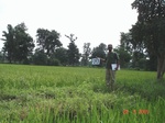 74370313c-rainfed-forest-agriculture-rice.jpg