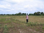 820906-cropland-rice-supplimental-iirigationb.jpg
