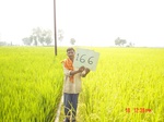 11404gt166-cropland-1.jpg