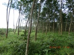2012-09-26_20-48-05_CIMG1107.JPG