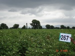 72830267a-irrigated-supplemental-major-lift-irrigation-cotton.jpg
