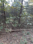 2020-10-06_18-49-40_20201006_175638.jpg