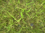 1802020090831_gt02b_Agriculture_Rice_Irrigated_Triple_Continous.JPG